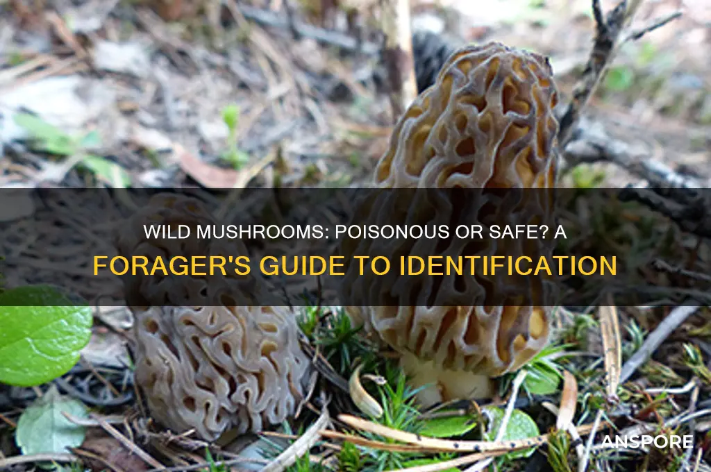 are wild mushrooms poisonous