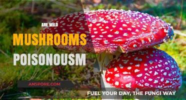 Wild Mushrooms: Are They Poisonous or Not?