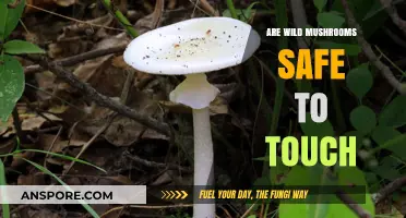 Mushroom Mysteries: Are Wild Fungi Safe to Touch?