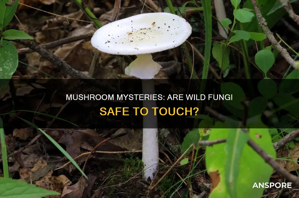 are wild mushrooms safe to touch