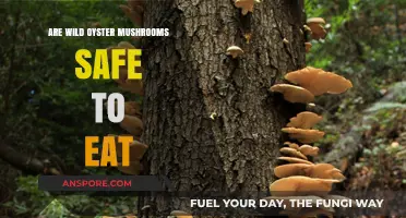 Wild Oyster Mushrooms: Safe to Eat or Risky Foraging Adventure?