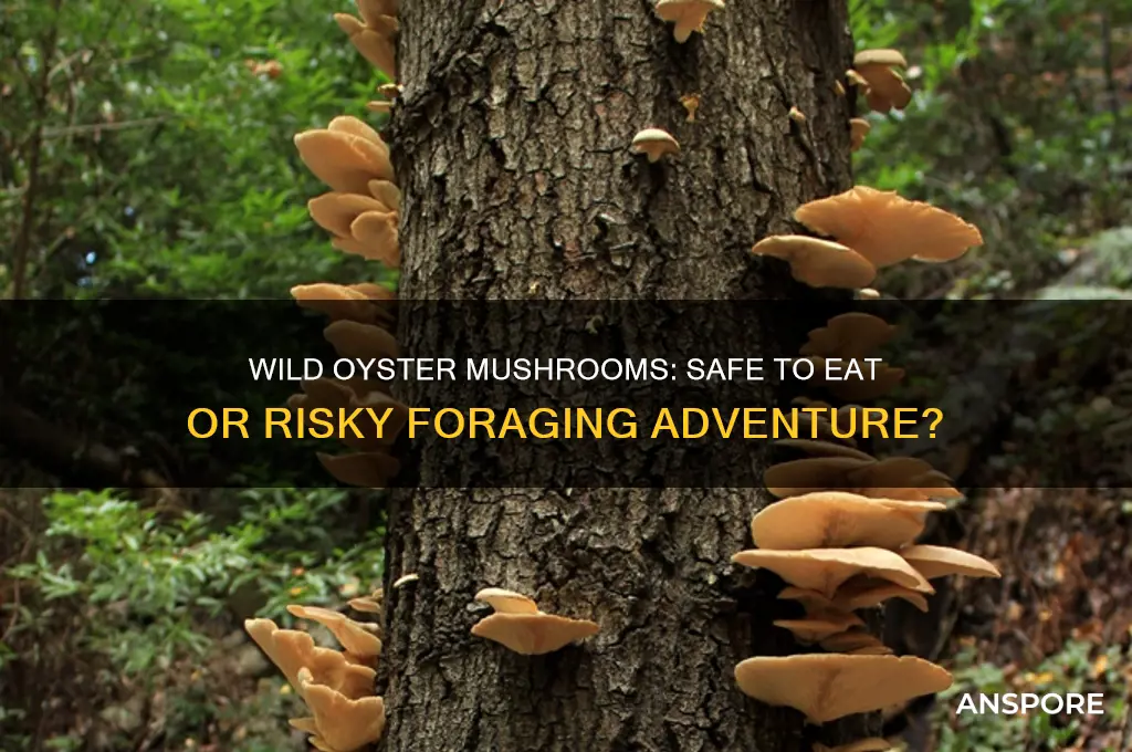 are wild oyster mushrooms safe to eat