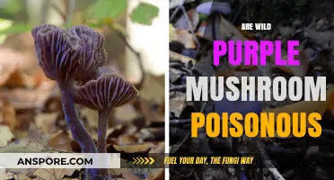Wild Purple Mushrooms: Are They Poisonous or Safe to Eat?