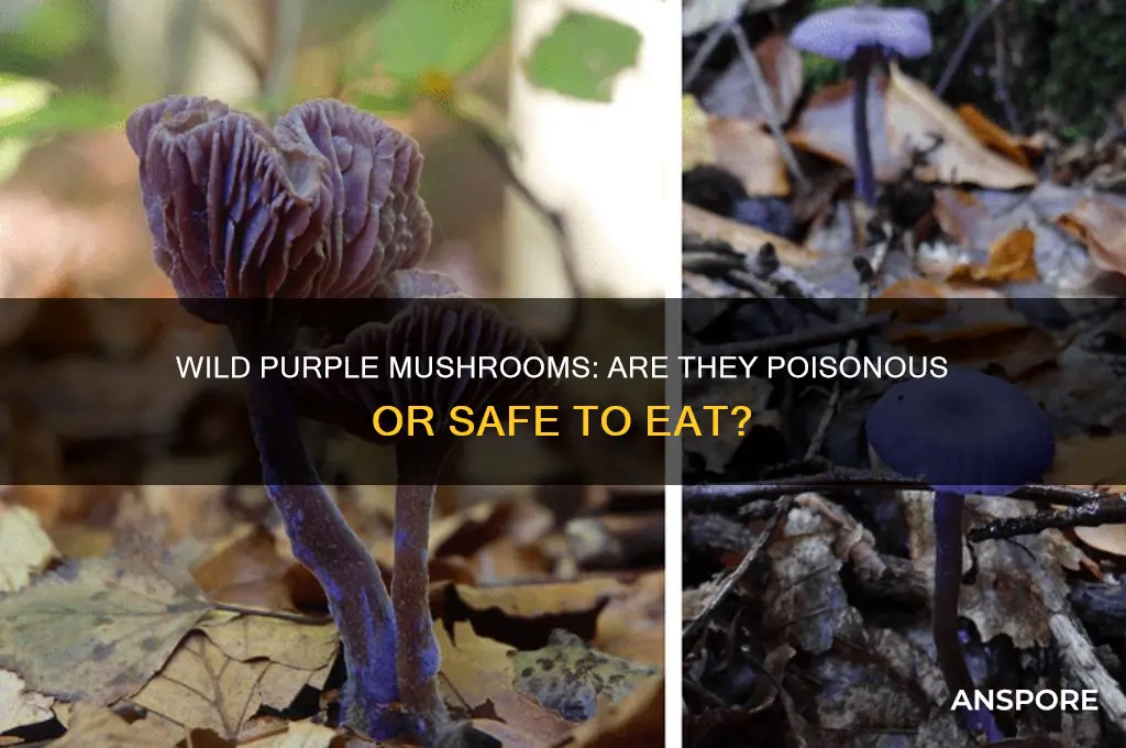 are wild purple mushrooms poisonous
