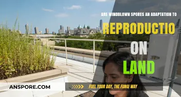 Windblown Spores: A Land-Based Reproductive Adaptation Strategy Explored