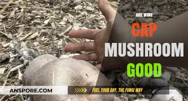 Are Wine Cap Mushrooms Good? Benefits, Taste, and Culinary Uses