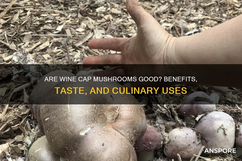 are wine cap mushrooms good