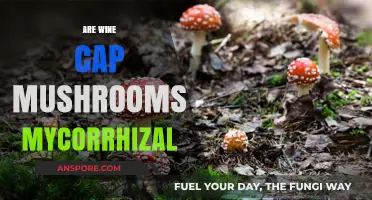 Wine Caps: Mycorrhizal or Not?
