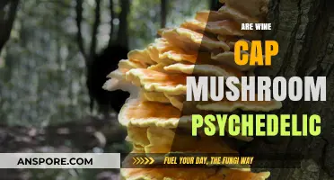 Wine Caps: A Psychedelic Mushroom Experience?