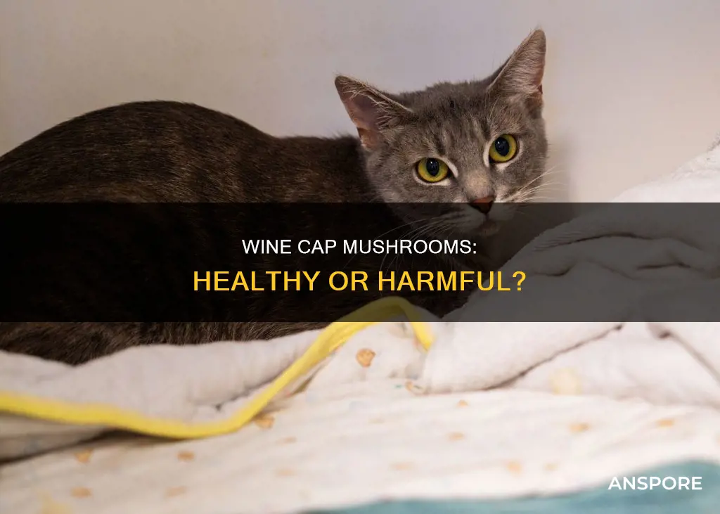 are wine cap mushrooms unhealthy