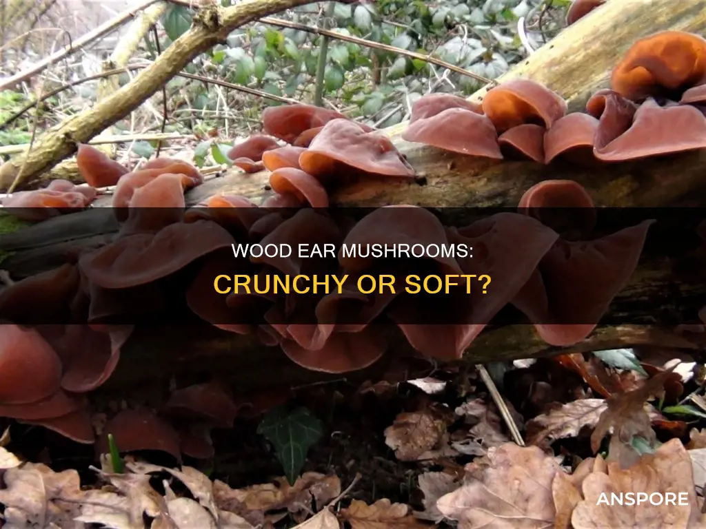 are wood ear mushroomes crunchy