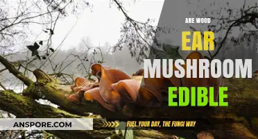 Are Wood Ear Mushrooms Edible? A Comprehensive Guide to Safety and Uses