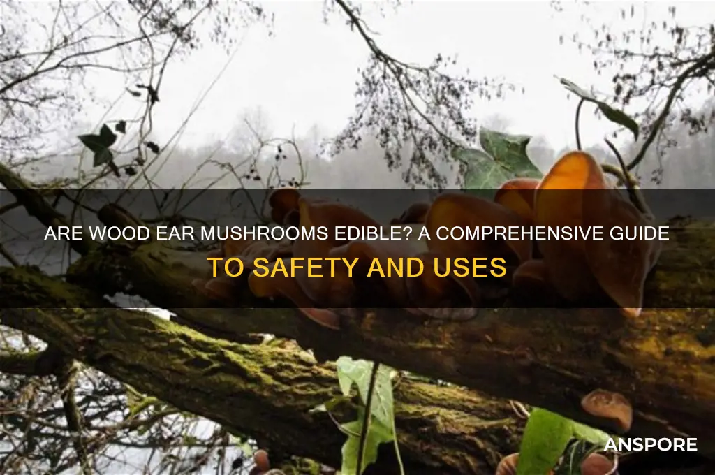are wood ear mushrooms edible