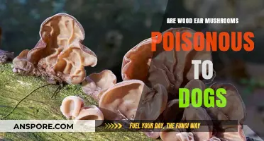 Are Wood Ear Mushrooms Safe for Dogs? Toxicity Explained