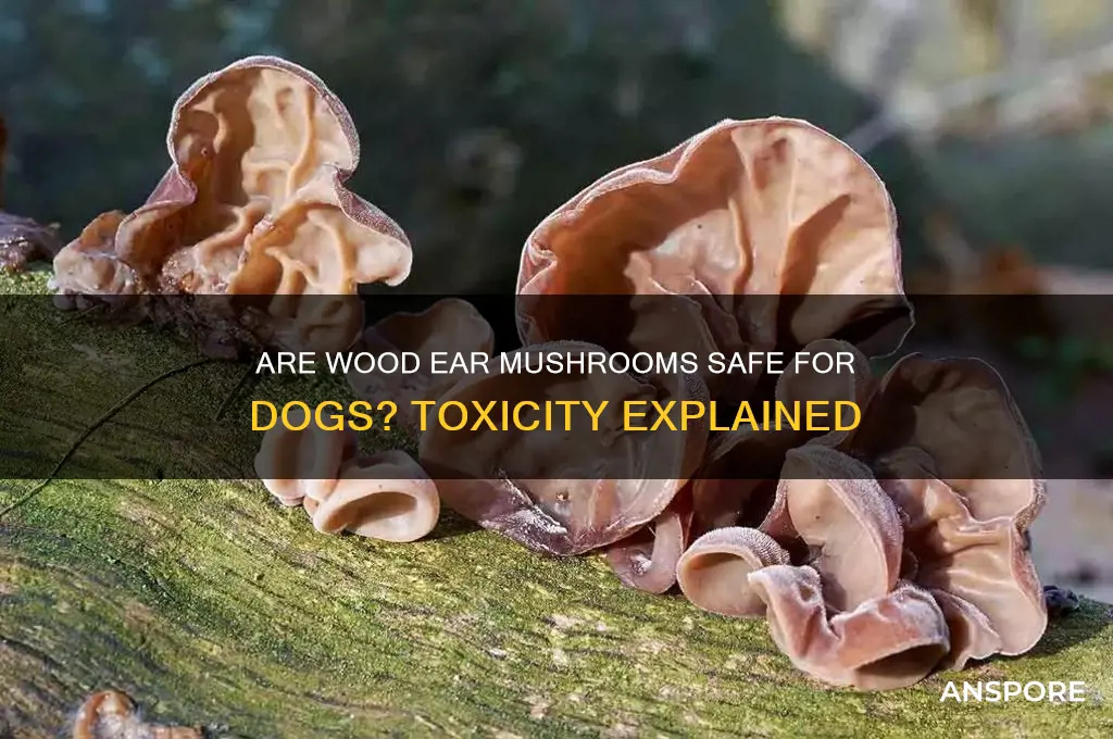 are wood ear mushrooms poisonous to dogs