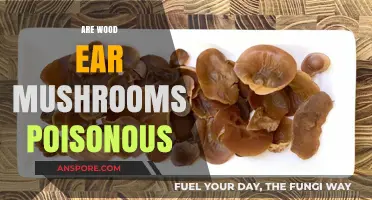 Are Wood Ear Mushrooms Poisonous? Facts and Safety Tips Revealed