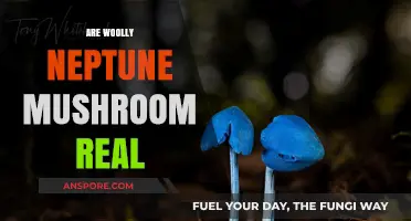 Neptune's Woolly Wonder: Myth or Reality?