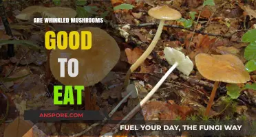 Are Wrinkled Mushrooms Safe and Tasty to Eat?