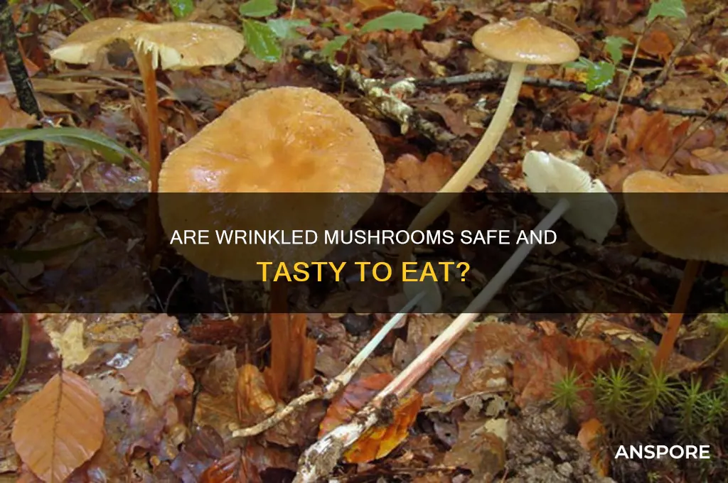 are wrinkled mushrooms good to eat