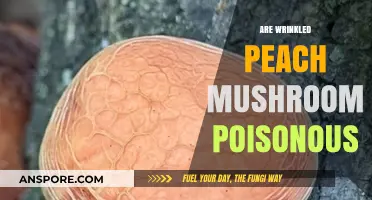 Are Wrinkled Peach Mushrooms Poisonous? A Comprehensive Guide