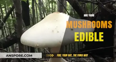 Can You Eat Yard Mushrooms? A Guide to Edible vs. Toxic Fungi