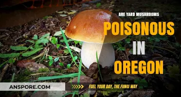 Are Oregon Yard Mushrooms Safe? Identifying Poisonous Varieties in Your Garden