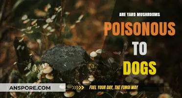 Are Yard Mushrooms Poisonous to Dogs? Essential Safety Tips