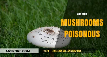 Are Yard Mushrooms Poisonous? Identifying Safe and Toxic Varieties