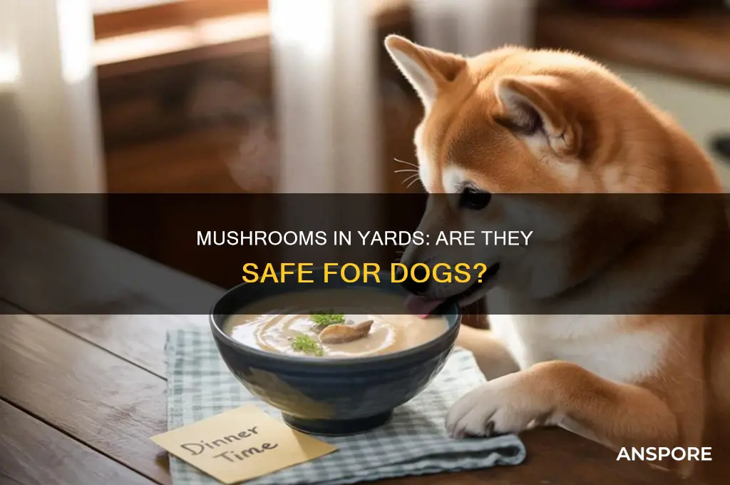 are yard mushrooms safe for dogs