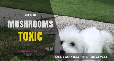 Mushrooms in Your Yard: Are They Toxic?