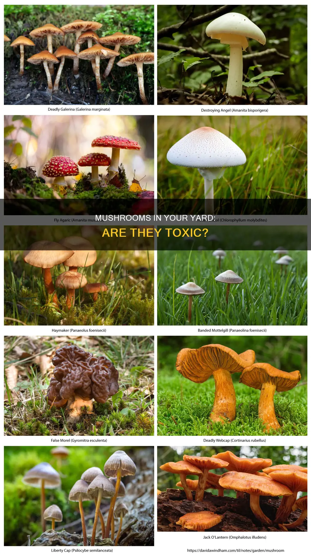 are yard mushrooms toxic