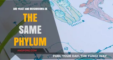 Yeast and Mushrooms: Same Phylum, Different Traits