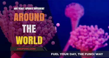 Global Yeast Spores: Exploring Varied Characteristics Across Different Regions