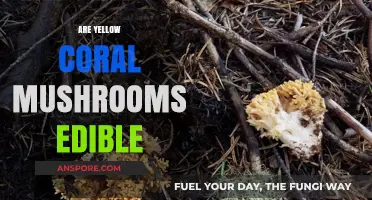 Are Yellow Coral Mushrooms Edible? A Comprehensive Guide to Safety