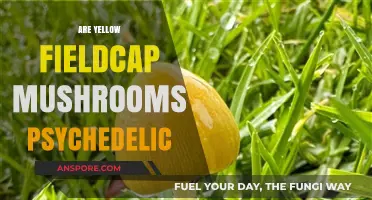 Yellow Fieldcaps: A Psychedelic Experience?