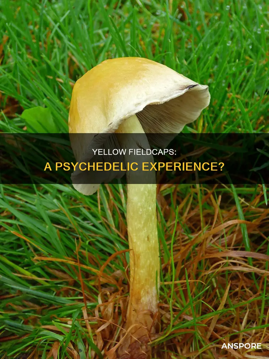 are yellow fieldcap mushrooms psychedelic
