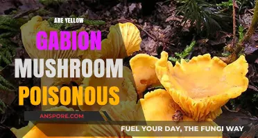 Are Yellow Gabion Mushrooms Poisonous? A Comprehensive Guide
