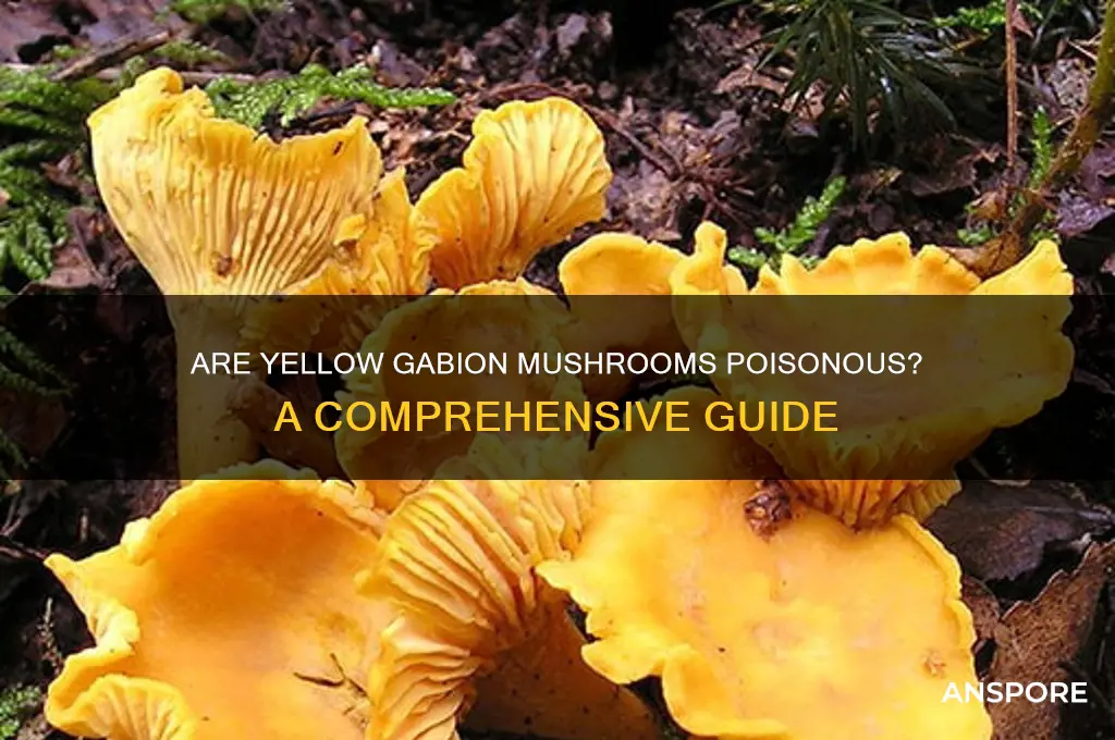are yellow gabion mushroom poisonous