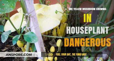 Yellow Mushrooms in Houseplants: Are They Harmful or Harmless?
