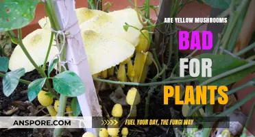 Yellow Mushrooms: Are They Harmful to Your Garden Plants?