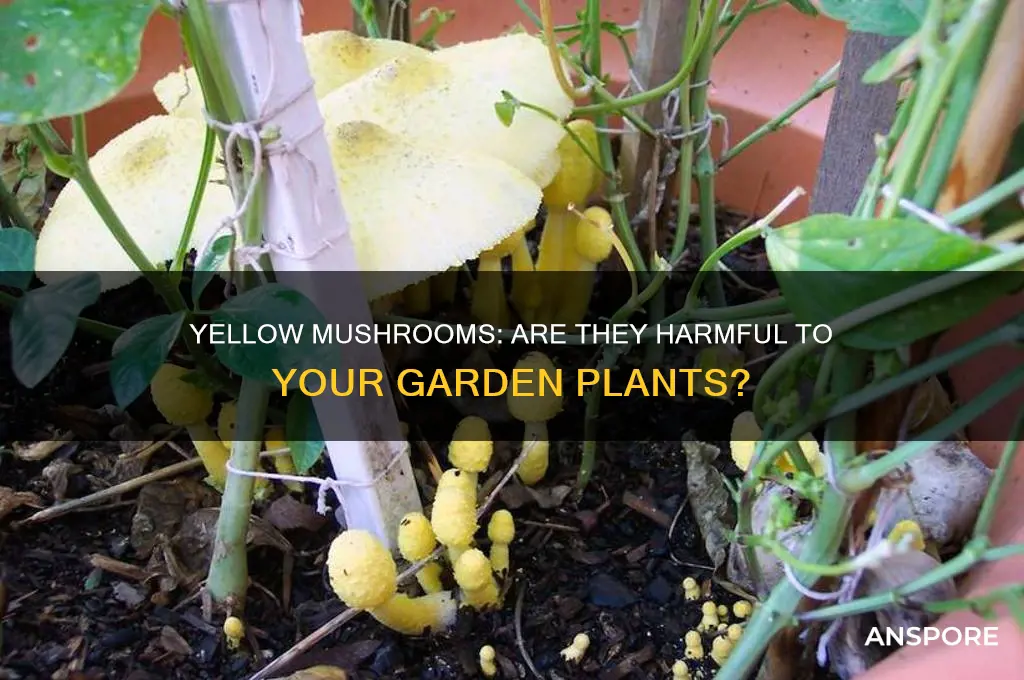 are yellow mushrooms bad for plants