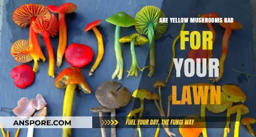 Yellow Mushrooms on Your Lawn: Harmful or Harmless?