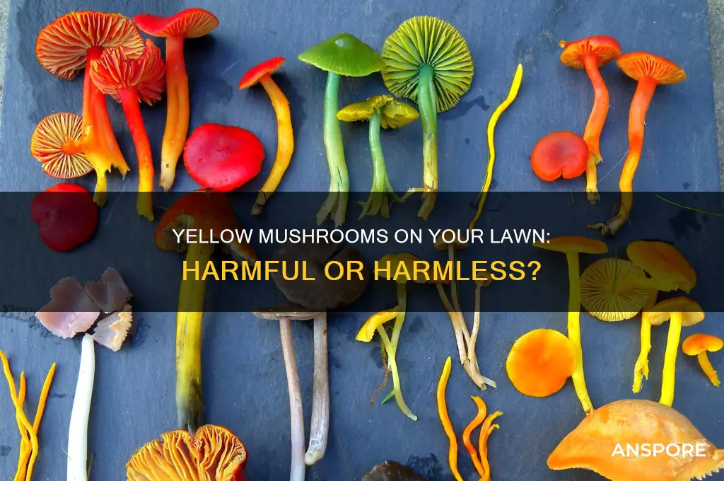are yellow mushrooms bad for your lawn