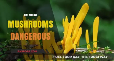 Yellow Mushrooms: Are They Safe or Toxic?