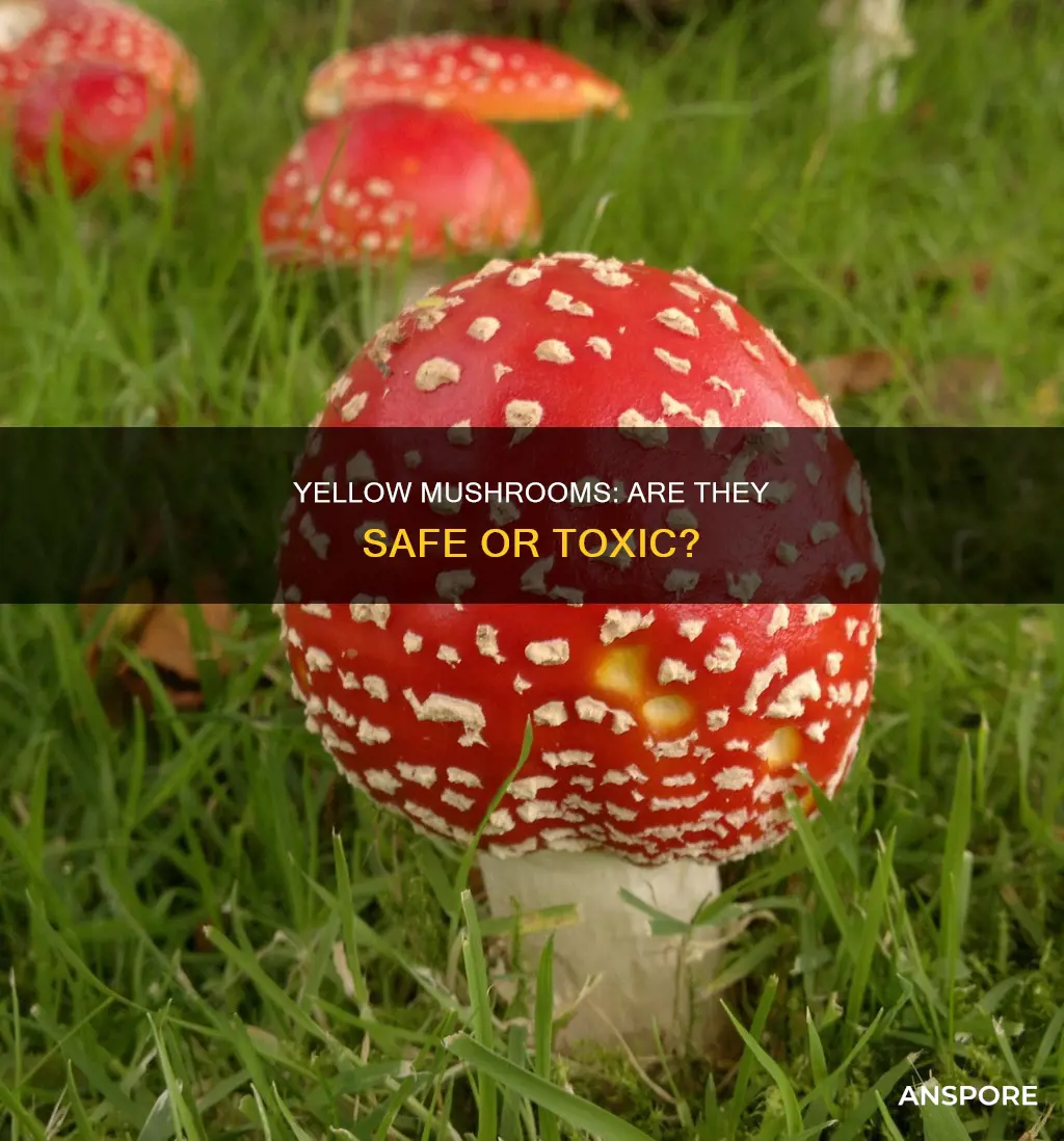 are yellow mushrooms dangerous