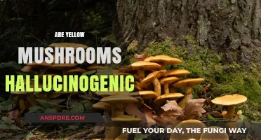 Yellow Mushrooms: Hallucinogenic or Harmless?