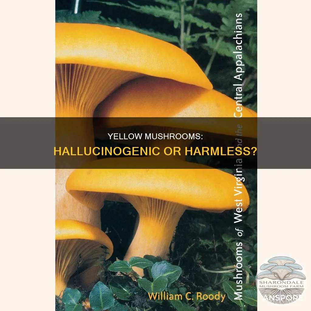 are yellow mushrooms hallucinogenic