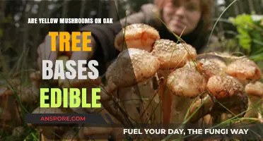 Are Yellow Mushrooms on Oak Tree Bases Safe to Eat?
