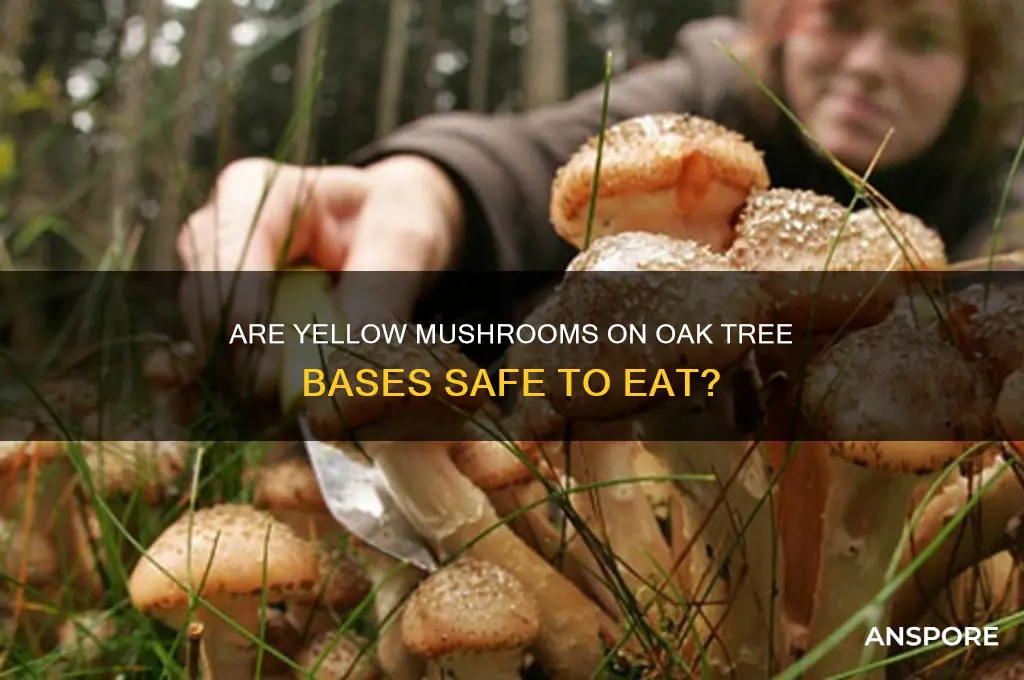 are yellow mushrooms on oak tree bases edible
