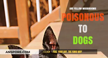 Are Yellow Mushrooms Poisonous to Dogs? A Safety Guide